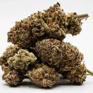 Buy Amnesia Haze Strain in Denmark