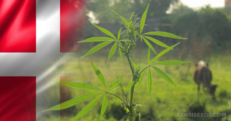 Benefits of Buying Weed in Denmark Online