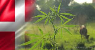 Buy Weed in Denmark